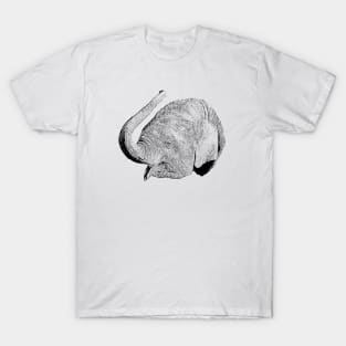 Young elephant T-Shirt